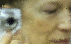 fotografische Serien